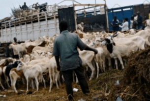 Tabaski Moutons